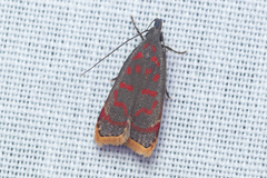 Dichomeris sandycitis