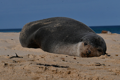 Arctocephalus tropicalis
