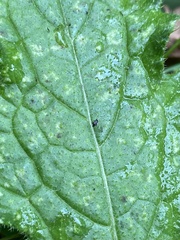 Microtechnites bractatus