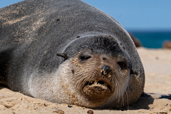 Arctocephalus tropicalis