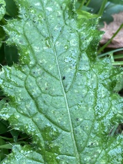 Microtechnites bractatus