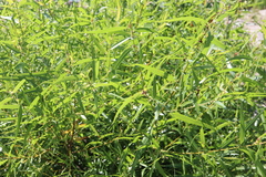 Salix nigra