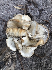 Neolentinus lepideus