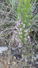 Erica hirtiflora