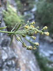Artemisia inaequifolia