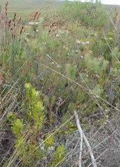 Leucadendron galpinii