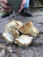 Neolentinus lepideus