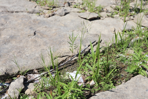 Image of Panicum flexile by (c) Henry "Nick" Robertson, some rights reserved (CC BY-SA)