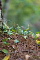 Maianthemum canadense
