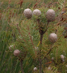 Leucadendron galpinii