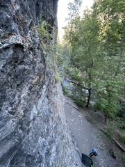 Artemisia inaequifolia