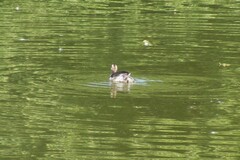 Podiceps auritus