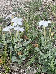Ruellia metziae