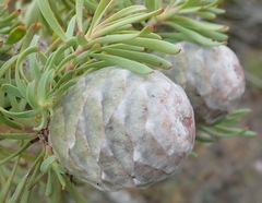 Leucadendron galpinii