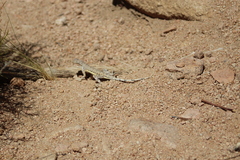 Callisaurus draconoides rhodostictus
