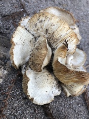Neolentinus lepideus