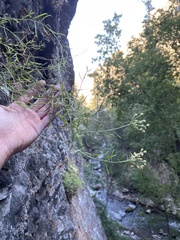 Artemisia inaequifolia