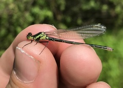 Erythromma najas