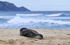 Arctocephalus tropicalis