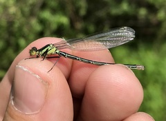 Erythromma najas
