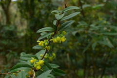 Berberis julianae