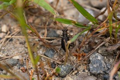 Cicindela punctulata