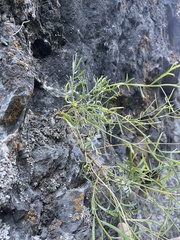 Artemisia inaequifolia