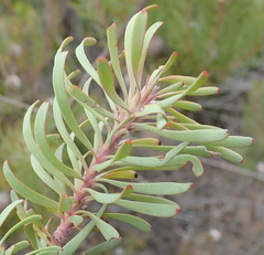 Leucadendron galpinii