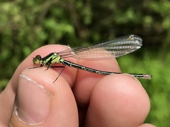 Erythromma najas
