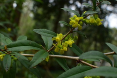 Berberis julianae