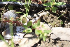 Euphorbia vermiculata