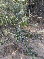 Elaeagnus angustifolia