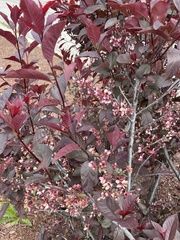 Prunus cerasifera