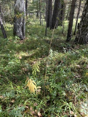 Lilium martagon pilosiusculum