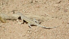 Callisaurus draconoides rhodostictus