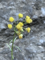 Artemisia inaequifolia