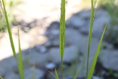 Panicum flexile