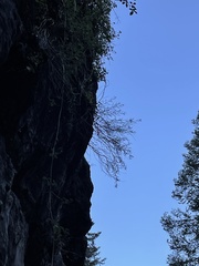 Artemisia inaequifolia