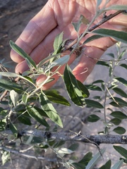 Elaeagnus angustifolia