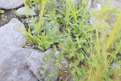 Euphorbia vermiculata