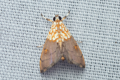 Agrotera