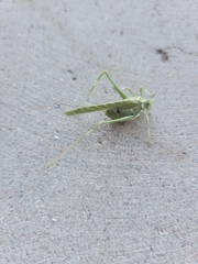 Insara elegans