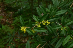 Berberis julianae