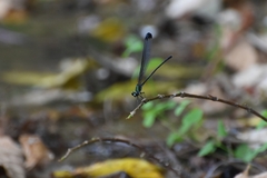 Psolodesmus mandarinus dorothea