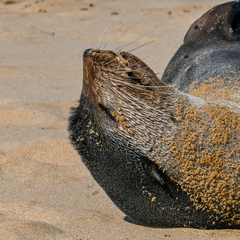 Arctocephalus tropicalis