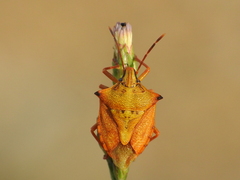 Carpocoris mediterraneus atlanticus
