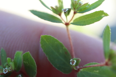 Euphorbia vermiculata