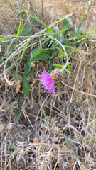Centaurea nigra
