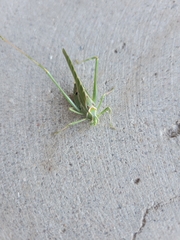 Insara elegans