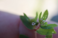 Euphorbia vermiculata